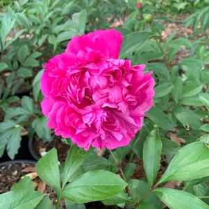 Paeonia lactiflora Best Man