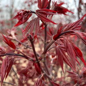 Acer palmatum Twombly's Red Sentinel