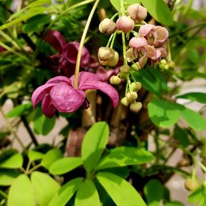 Crown of Thorns, Pink Cadillac - Campbell's Nursery