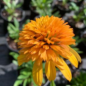 Echinacea purperea Orange Facinator