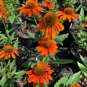 Echinacea Sombrero Adobe Orange