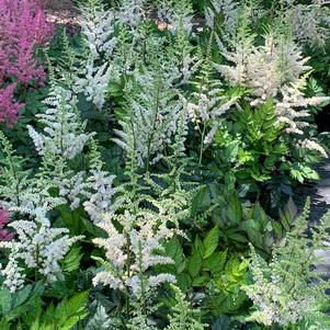 Astilbe chinensis Visions in White