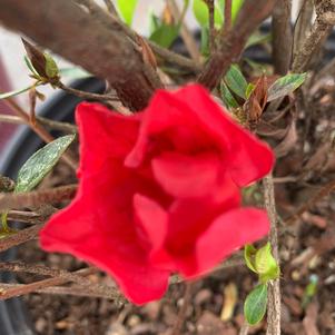 Azalea-Rhododendron Encore®Autumn Fire®PP28279 