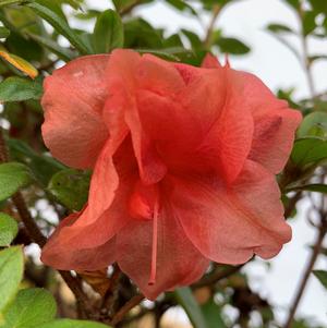 Azalea-Rhododendron Encore®Autumn Monarch™PP11640 