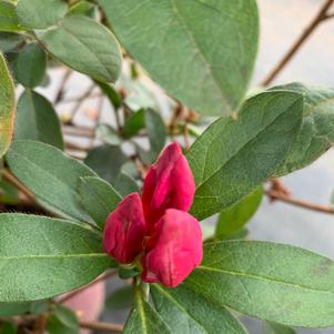Azalea-Rhododendron Encore®Autumn Sangria® PP15077 