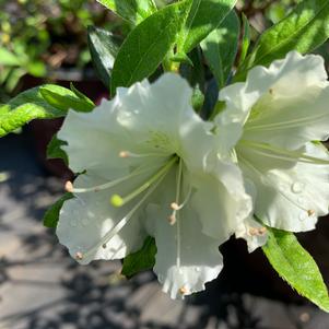Azalea-Rhododendron Encore®Autumn Starlite®PP15043 