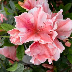 Azalea-Rhododendron Encore®Autumn Sunburst®PP25072 