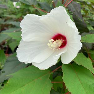 Hibiscus moscheutos 