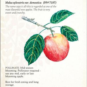 Fruit - Apple Honeycrisp