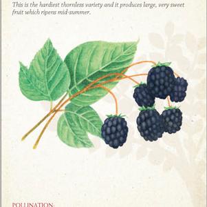 Fruit - Blackberry Chester