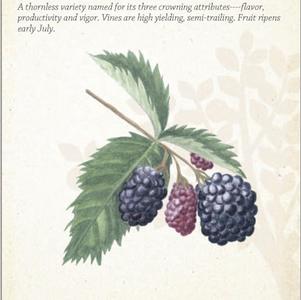 Fruit - Blackberry Triple Crown