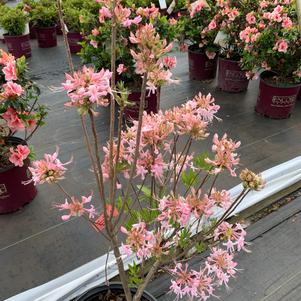 Azalea-Rhododendron canescens Deciduous Native Varnadoe