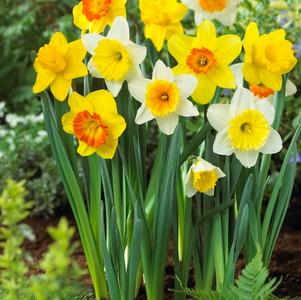 BULB - NARCISSUS LARGE CUP MIX /200 