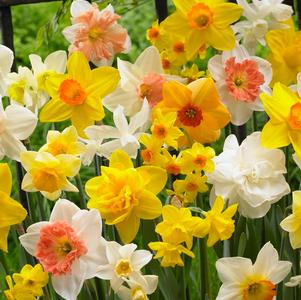 BULB - NARCISSUS SCENTED MIX 