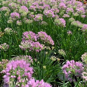 Allium 'Pincushion' PPAF