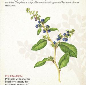 Fruit-Blueberry Fruit-Blueberry Patriot (N. Highbush)