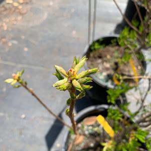 Azalea-Rhododendron Deciduous native (viscosum) Summer Eyelet