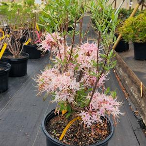 Azalea-Rhododendron canescens Native 