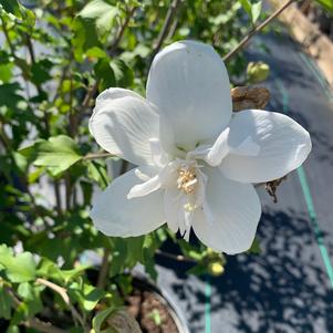 Hibiscus syriacus White Chiffon® (pp12612) 