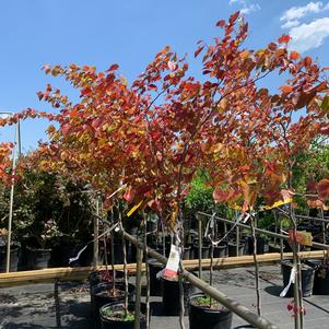 Cercis canadensis Flame Thrower® (pp31260) 