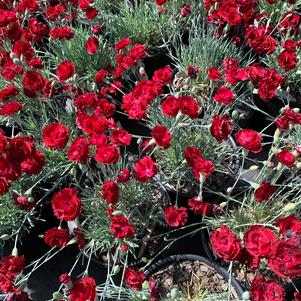 Dianthus x Electric Red