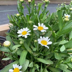 Leucanthemum x supurbum Snow Lady