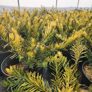 Cephalotaxus harringtonia Golden Dragon™