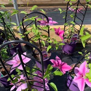 Clematis x Rosalie