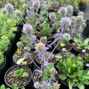 Eryngium planum Blue Glitter