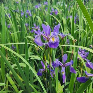 Iris virginica 