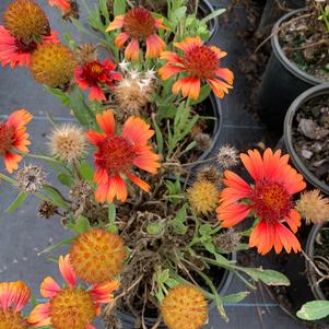 Gaillardia aristata Spintop Red