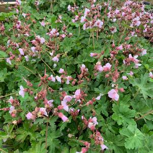 Geranium macrorrhizum Ingwersen's Variety