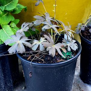 Geranium maculatum Espresso