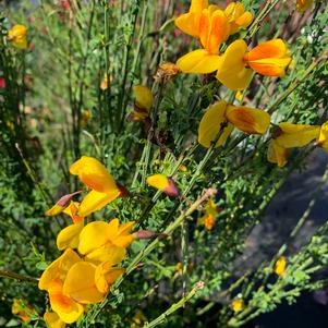 Cytisus scoparius Madame Butterfly