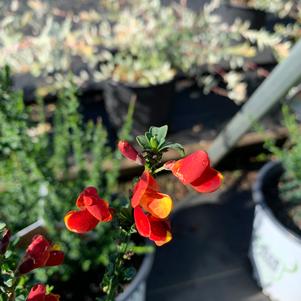 Cytisus scoparius Sister Redhead® (pp30214) 