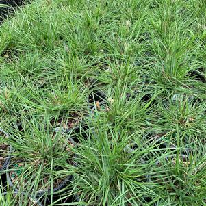 Pennisetum alopecuroides Little Piglet