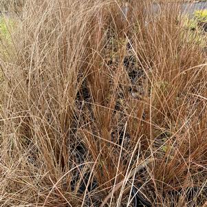 Carex buchananii Red Rooster