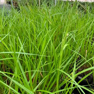 Carex comosa 