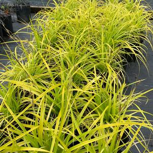 Carex oshimensis Everillo