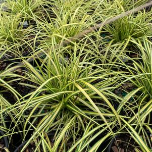 Carex oshimensis Eversheen