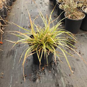 Carex morrowii Everglow