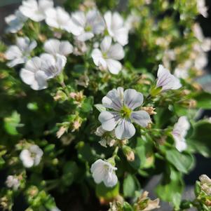 Gypsophilia cerastioides Pixie Splash