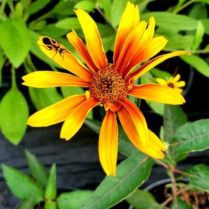 Heliopsis helianthoides Burning Hearts