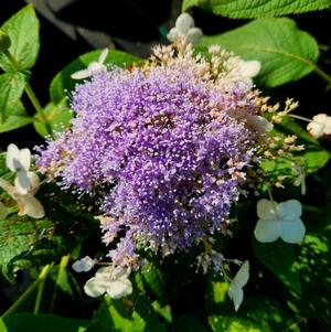 Hydrangea involucrata Blue Bunny™ (pp21991)