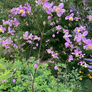 Thalictrum rochebruneanum 