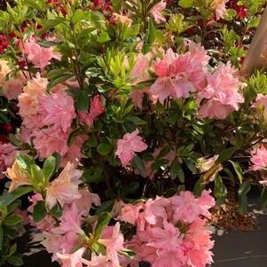 Azalea-Rhododendron Kurume hybrid Pink Pearl