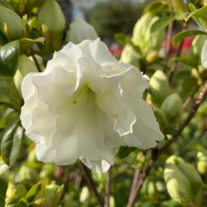 Azalea-Rhododendron Hyatt Hybrid Sandras Green Ice