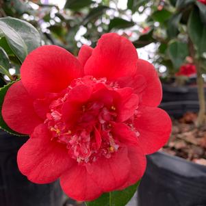 Camellia japonica Cold Hardy April Tryst