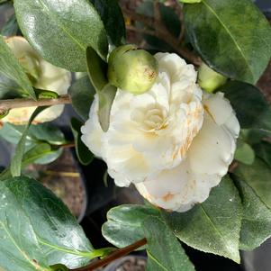 Camellia japonica Lemon Glow