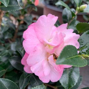 Camellia sasanqua October Magic® Orchid™ (Pp20465) 